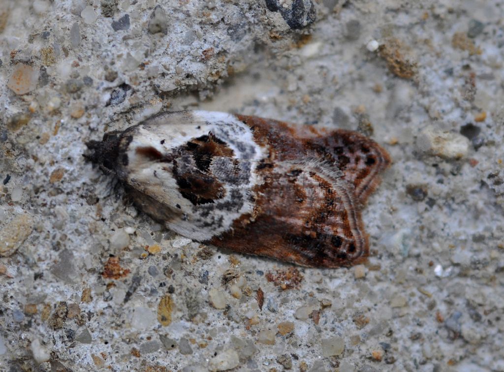 Micro da id: Acleris variegana, Tortricidae